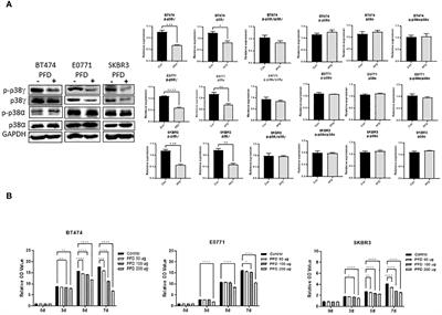 Pirfenidone ameliorates alcohol-induced promotion of breast cancer in mice